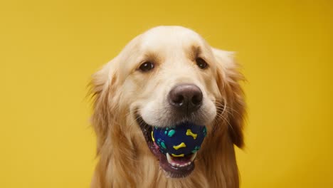 golden retriever en fondo amarillo, perro labrador dorado sosteniendo la pelota azul en la boca y sentado de cerca. disparando a una mascota doméstica lúdica con juguetes en el estudio