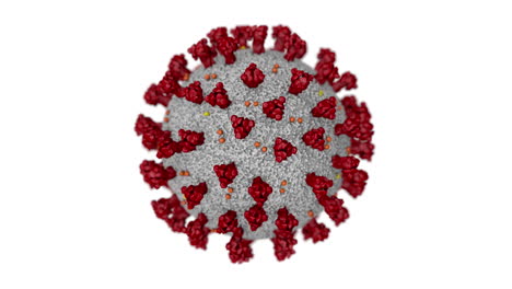 animation of cell infected with novel coronavirus