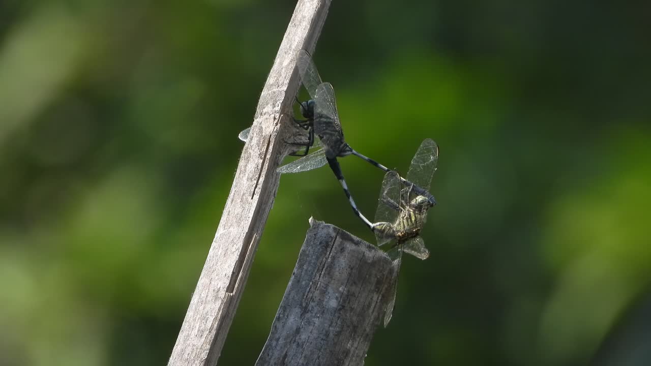 드래곤플라이 매트 - 바람 - 대나무