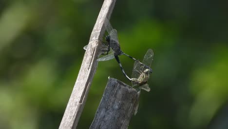 Dragonfly-matting---wind---bamboo-