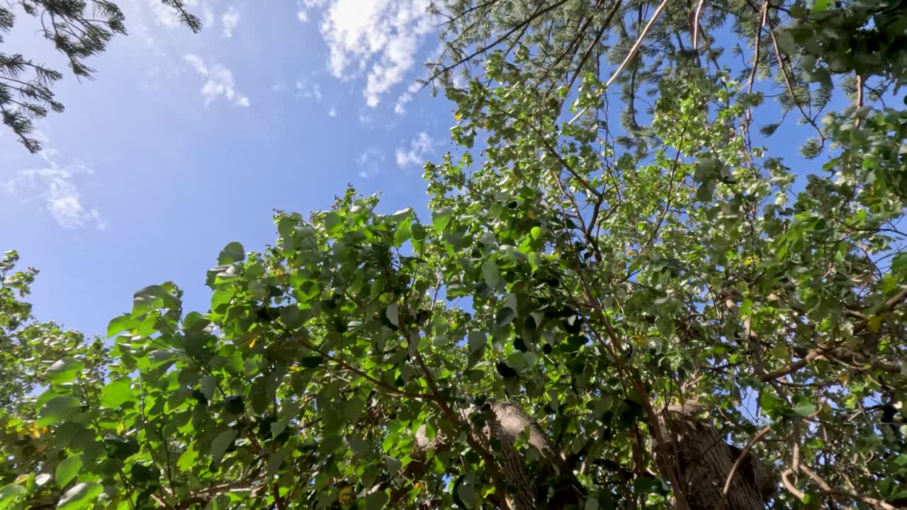 los pinos se balancean suavemente en la brisa de verano