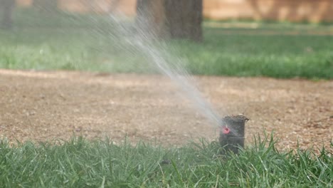 watering a lawn with a sprinkler