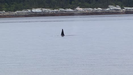 male orca or killer whale in the search of food, in alaska