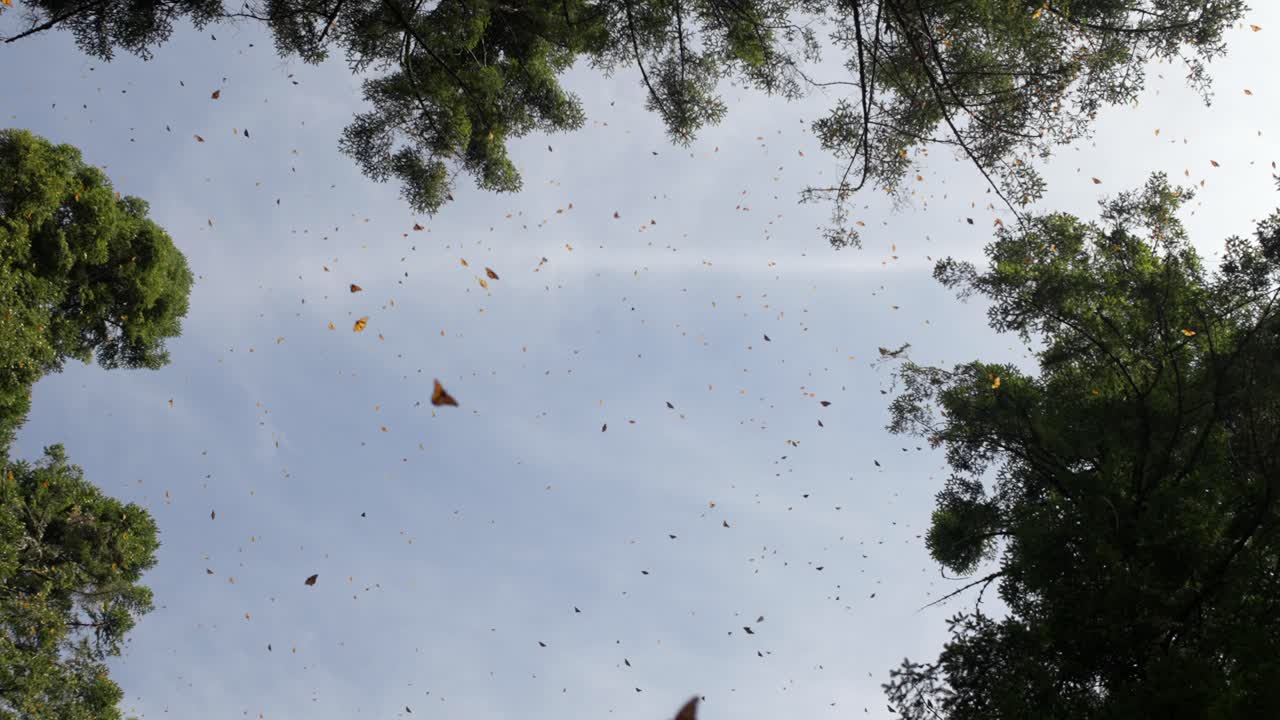 SLOW MOTION ZOOM OUT OF MONARCH BUTTERFLIES