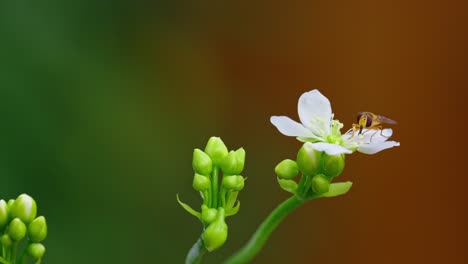 Nahaufnahmevideo:-Gelbe-Schwebfliege-Auf-Blüten-Der-Venusfliegenfalle,-Nektarfressend,-Mit-Pollen-Bedeckt,-Isoliert-Mit-Kopierraum