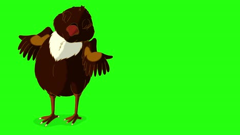 little black chicken looking for food (chroma key)