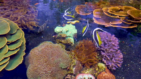 beautiful coral reef in the ocean in nature with tropical fish in clear sea