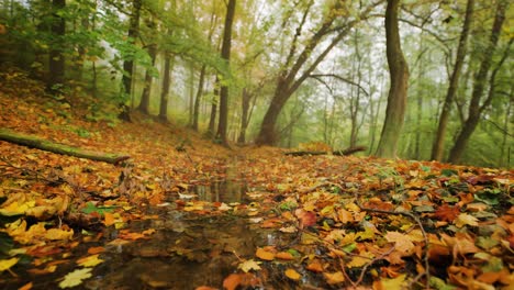 volando sobre el pequeño arroyo poco profundo en el bosque de otoño