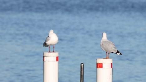 gaviotas interactuando y moviéndose a lo largo de la costa