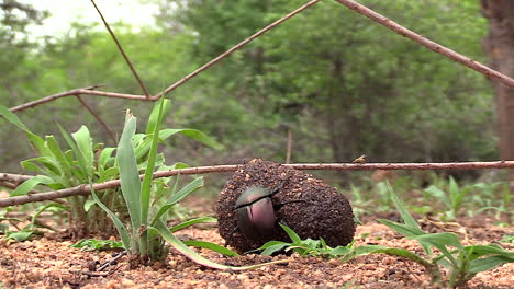 close-up low angle view of a dung beetle rolling his dung ball