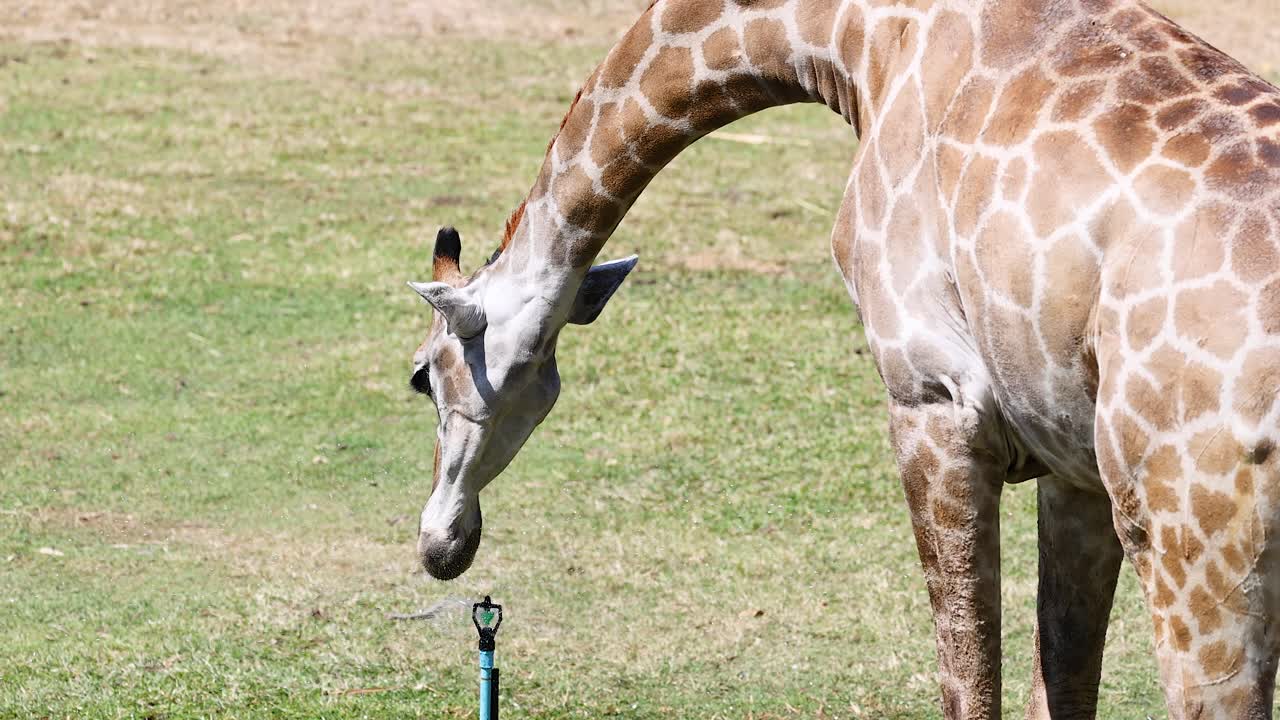Giraffe drinking water from a sprinkler