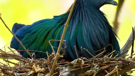 a vibrant pigeon rests in a nest made of twigs, showcasing its colorful plumage.