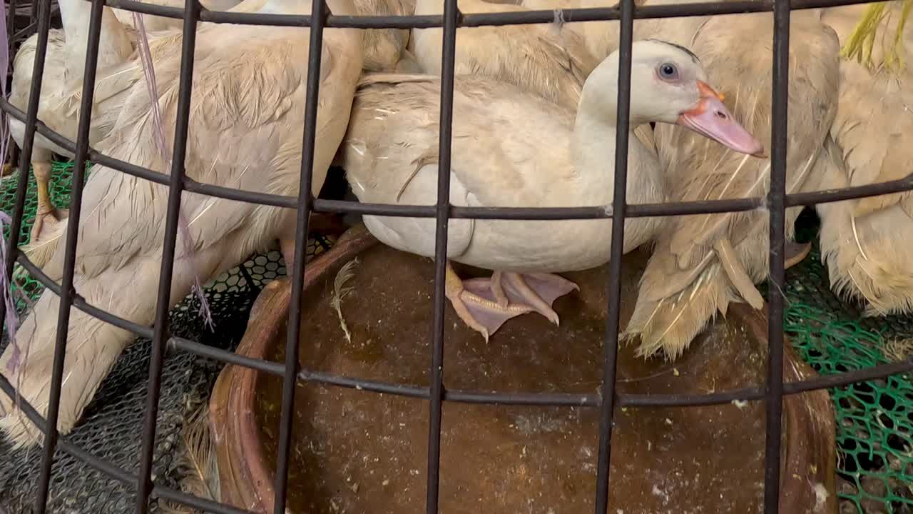 patos confinados en una jaula de alambre, posiblemente para la venta
