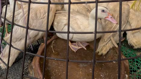 ducks confined in a wire cage, possibly for sale