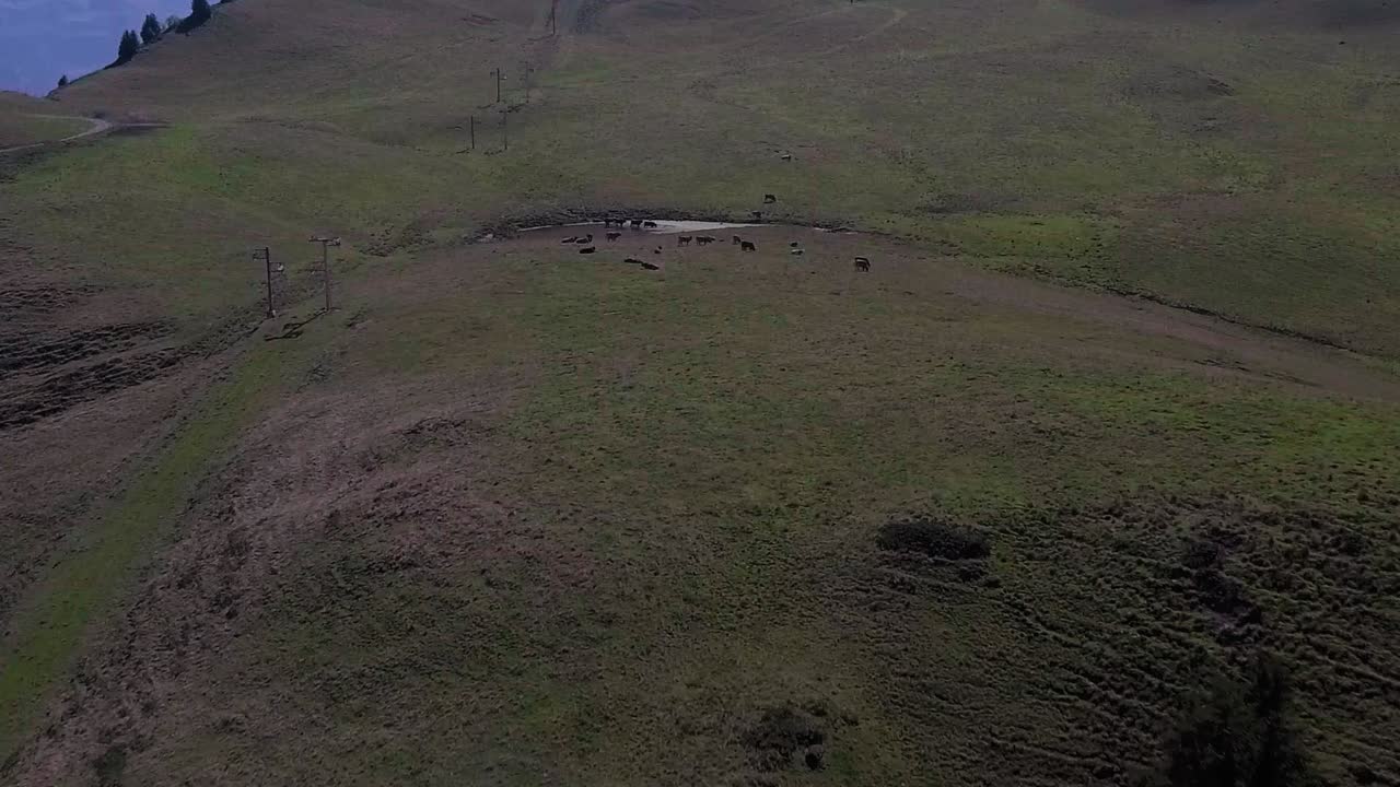 Volo sopra mucche che bevono in montagna