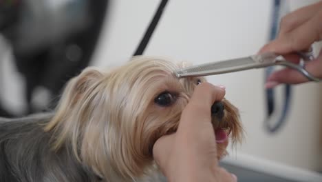 female pet groomer cuts hair fo small yorkshire terrier