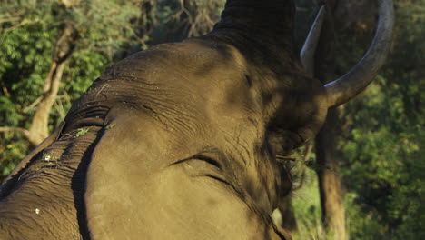 Close-side-view-of-an-impressive-African-bull-elephant-reaching-for-high-hanging-branches-using-his-trunk