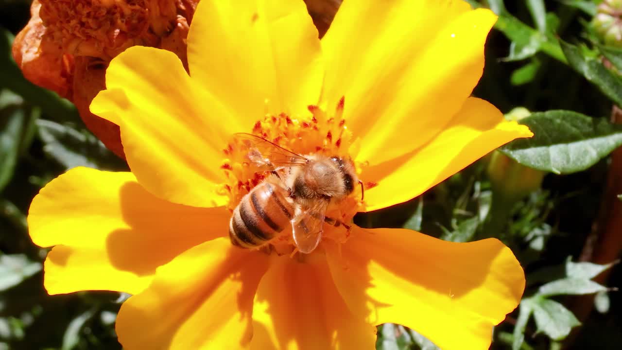 A bee diligently collects nectar from a bright yellow marigold, showcasing nature's intricate pollination process.