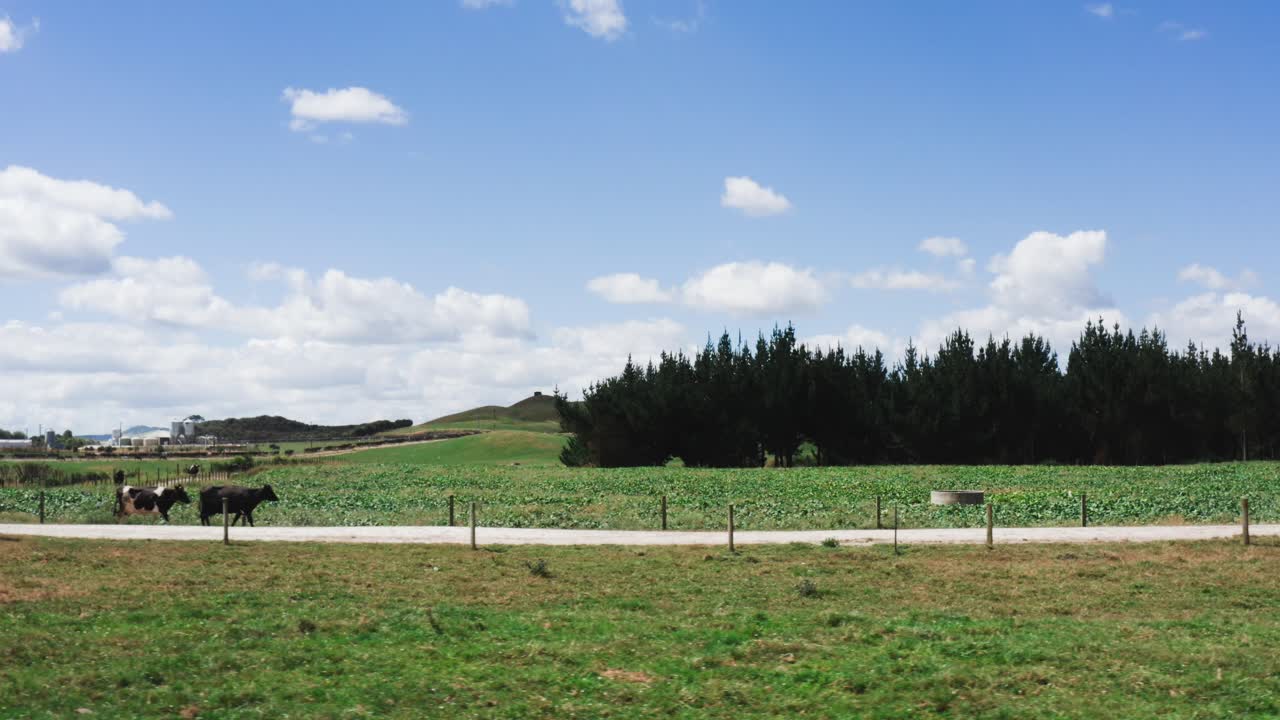 vacas caminando por un camino de arena en el paisaje rural en un día soleado perfecto, camión a la izquierda, aéreo