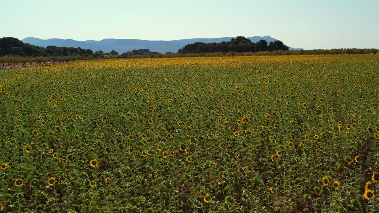 drone vuela sobre campos de girasoles
