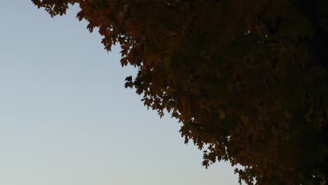 Mirando-Hacia-El-árbol-De-Arce-Con-Follaje-Otoñal