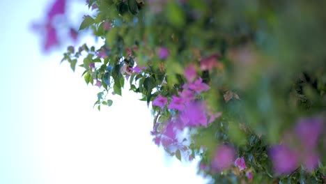 purple flowers swaying in the breeze with green leaves on a sunny day