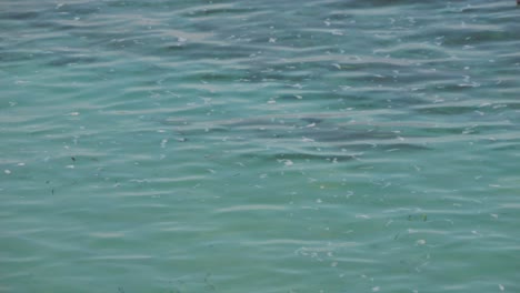 Shark Swimming in Clear Ocean Water