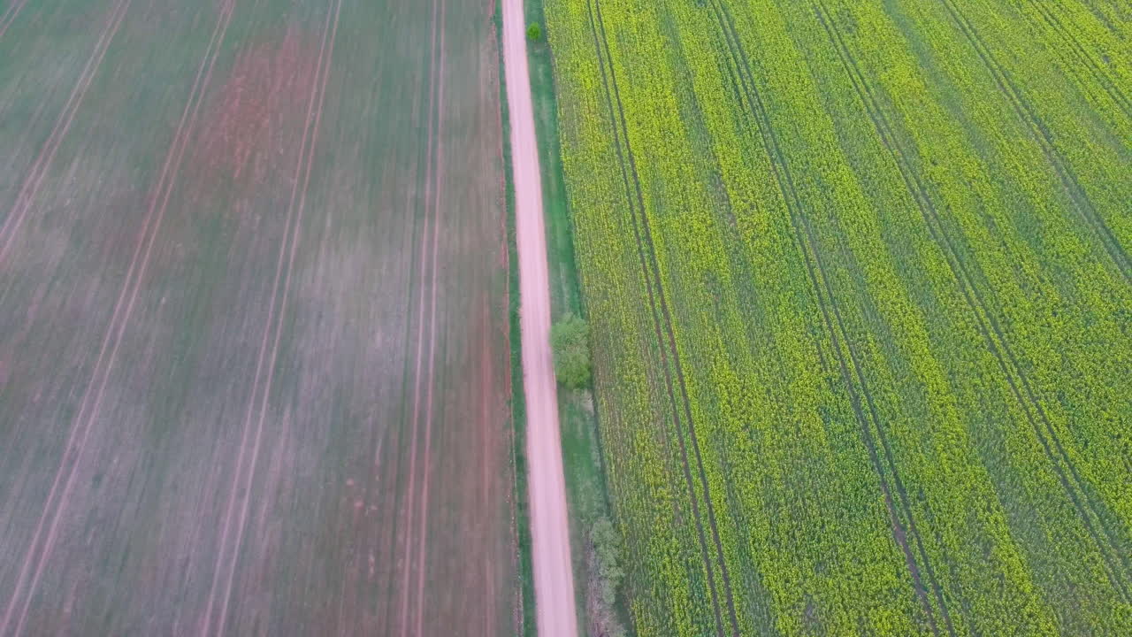 vuelo sobre el campo con flores de canola en flor y camino rural