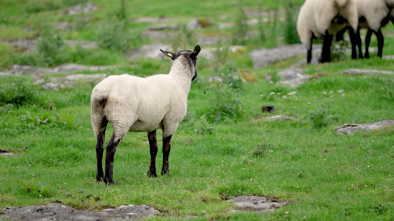 A charming medium shot of a black-faced sheep standing in a lush green pasture in Ireland. The curious animal looks directly at the camera
