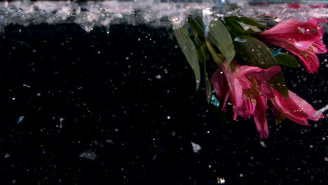 pink underwater flowers in glitter with black background magic