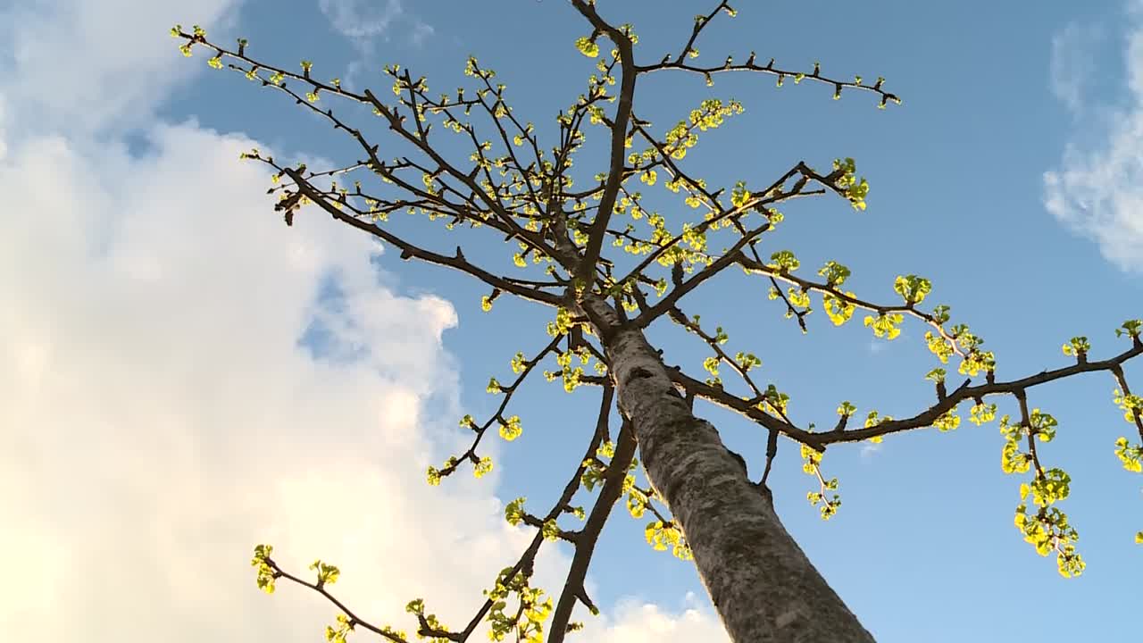 YOUNG TREE SAPLING GROWING TALL