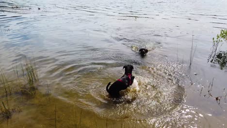 tres perros juegan en el agua de un lago para recuperar o perseguir el palo en cámara lenta