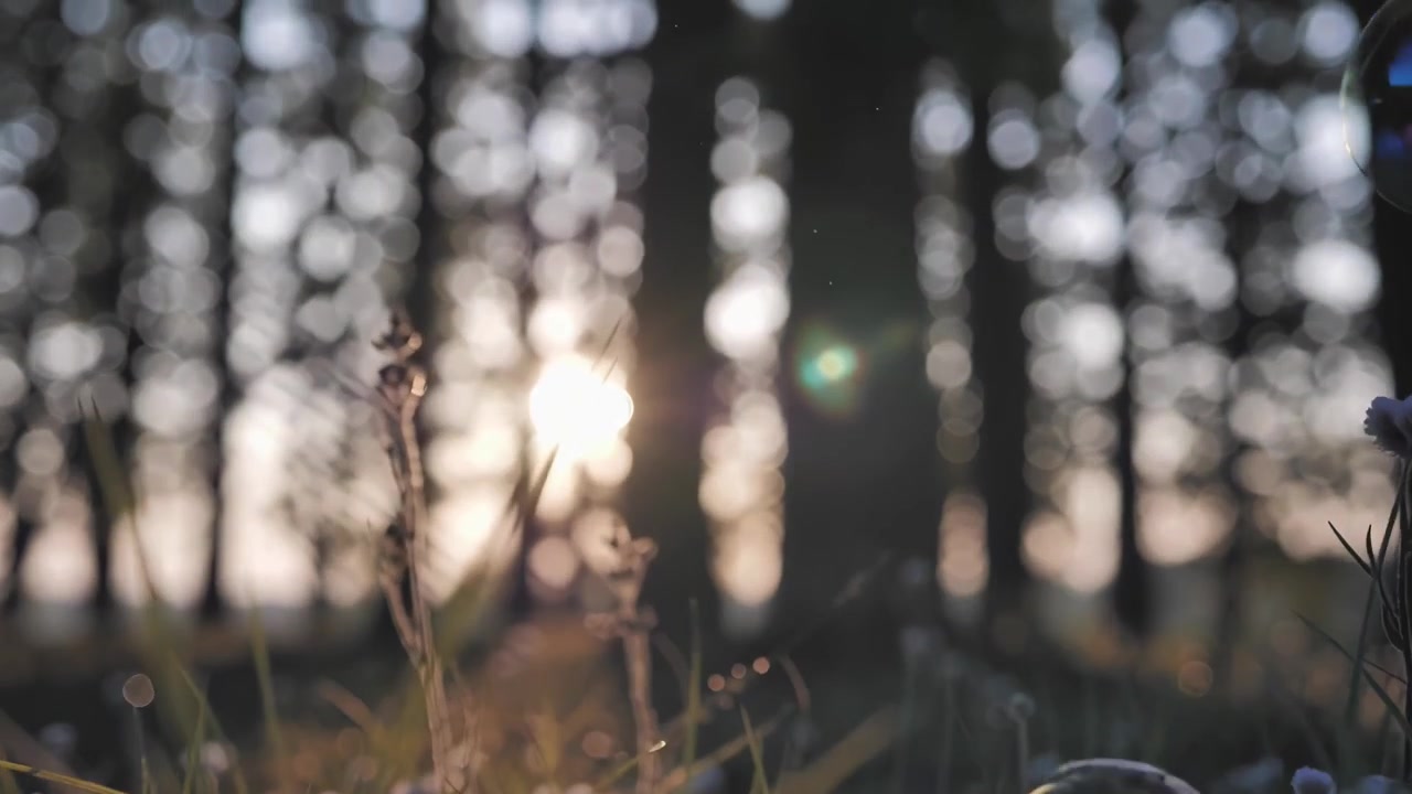 Magical Soap Bubbles Drifting Through a Sunlit Forest