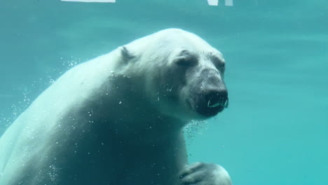 polar bear swimming toward camera