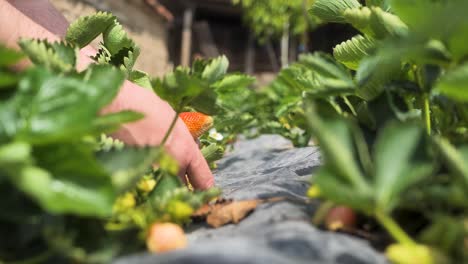 4K-Video-Von-Männern,-Die-Auf-Dem-Bauernhof-Nach-Erdbeeren-Suchen