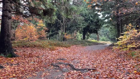 Relajante-Y-Tranquilo-Paisaje-Otoñal,-Sendero-Forestal-Tranquilo,-Hojas-De-Otoño-Susurrantes,-Brisa-Suave-Y-Refrescante,-Naturaleza-Ambiental,-Espacio-Para-Copiar,-Toma-Estática-De-Vibraciones-Otoñales