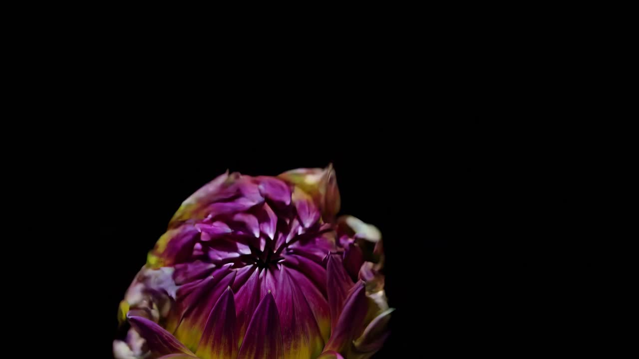 Cuplikan video close-up bunga dahlia yang cerah, menampilkan detail kelopak yang rumit dan warna yang hidup
