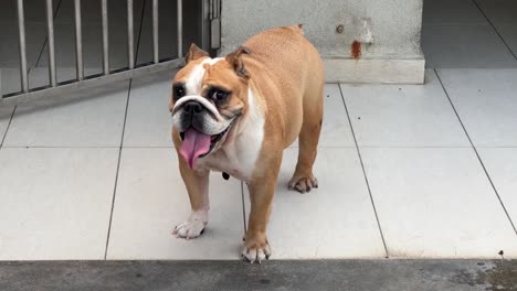 joven bulldog inglés, mirando a la cámara, sacando la lengua y respirando pesadamente, esperando ser liberada de su casa y jugar