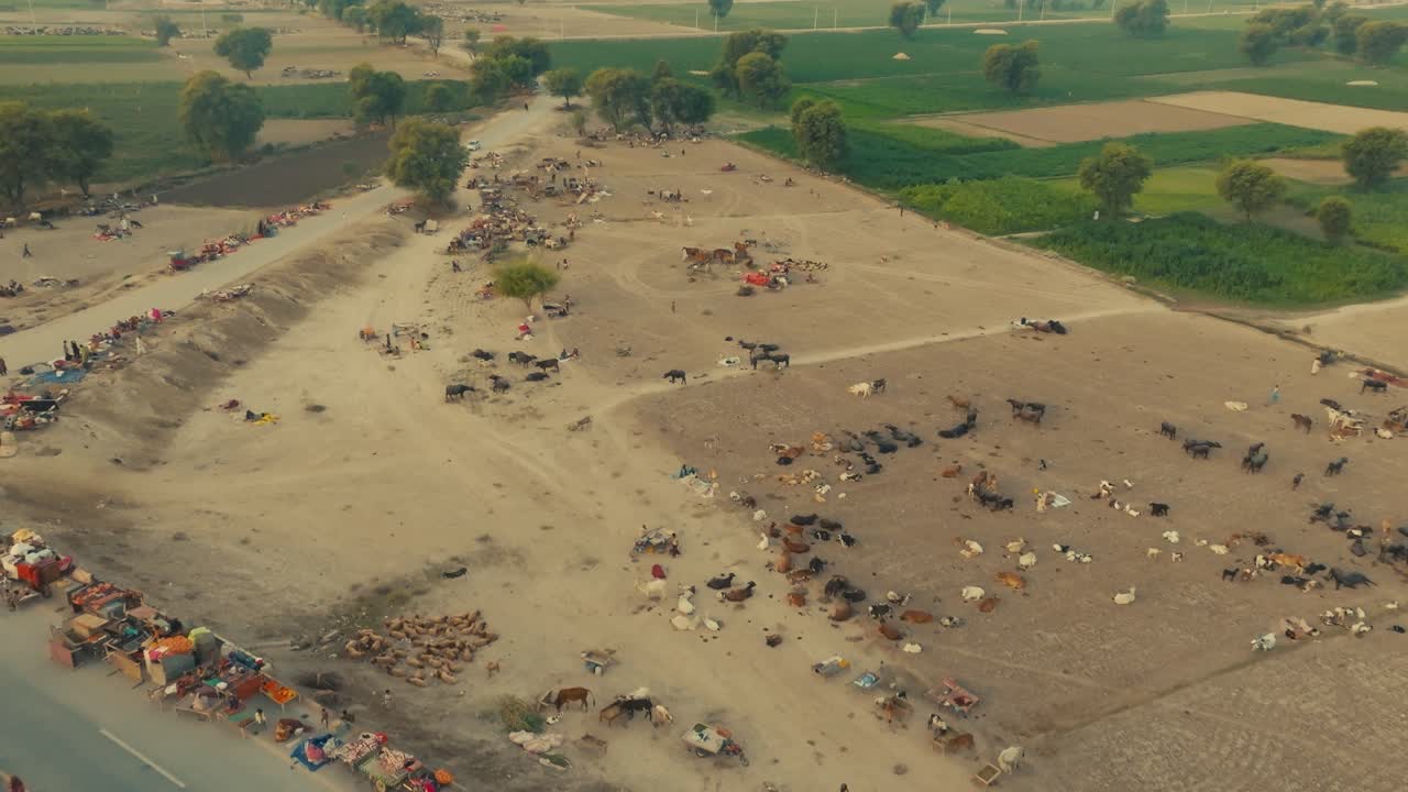 Aerial view showing flood displaced people and livestock seeking refuge in affected area. pull back shot