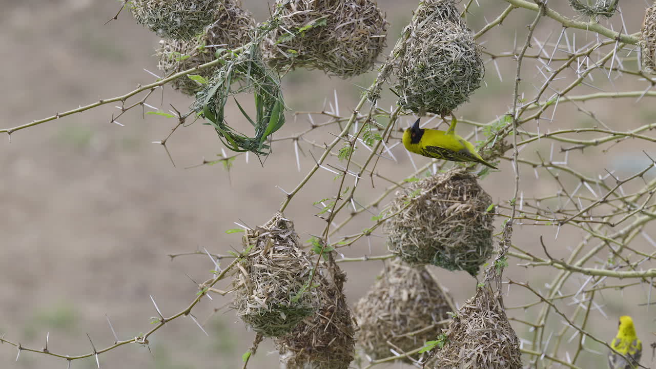 Village weaver (Ploceus cucullatus) male steeling nestmaterial from other nest, slowmotion