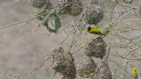 village weaver (ploceus cucullatus) male steeling nestmaterial from other nest, slowmotion