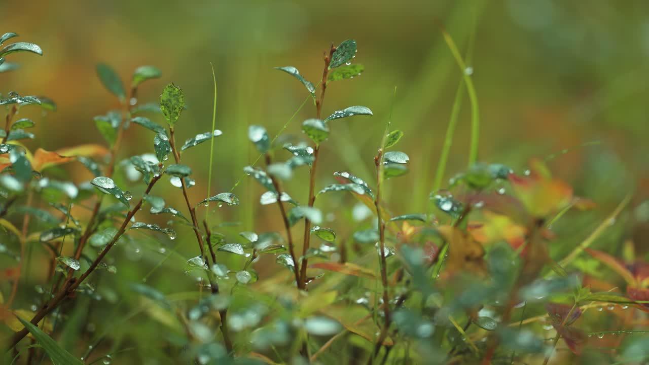 반 ⁇ 이는 이슬방울 이 작은 초록색 블루베리 잎 을  ⁇ 고 있다