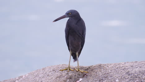 Vista-Cercana-Del-Pájaro-Garza-Del-Arrecife-Del-Pacífico-Descansando-En-Una-Playa-Rocosa-Con-Ondas-De-Agua-De-Mar-Borrosas-En-El-Fondo---Cámara-Lenta