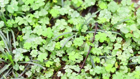 close-up view of lush green leaves