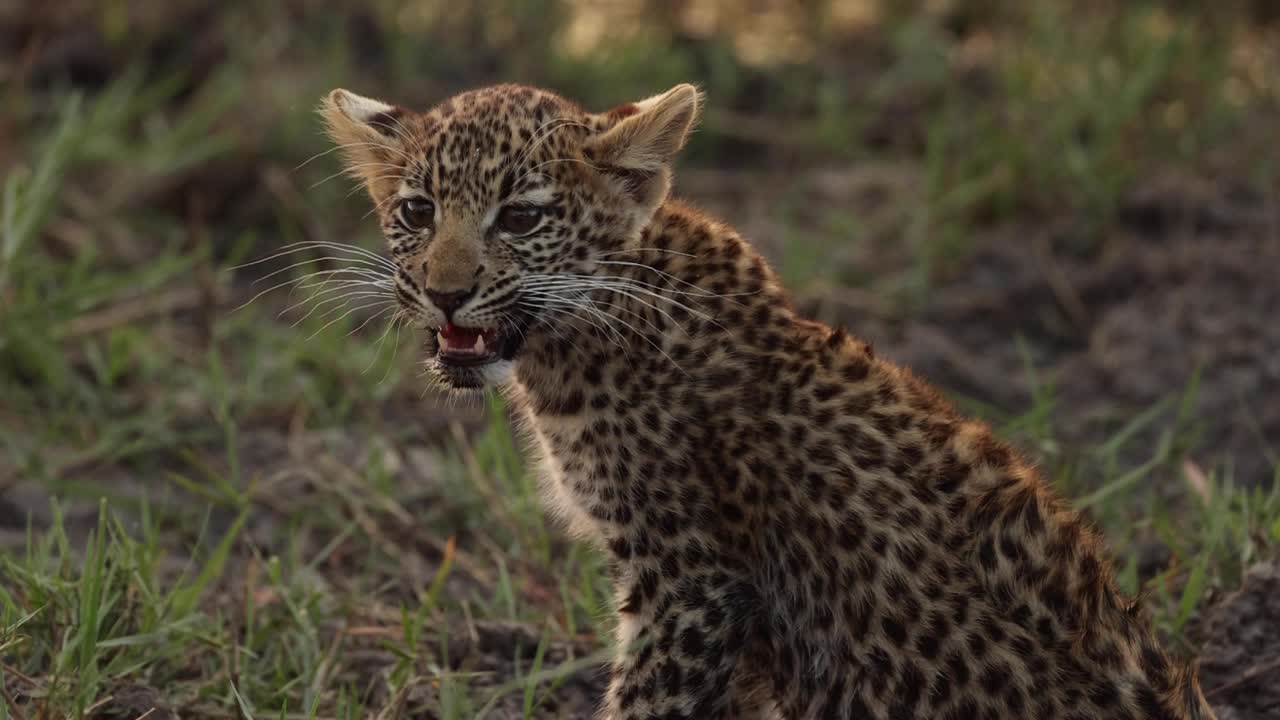primer plano medio de un lindo cachorro de leopardo llamando a su madre, khwai botswana
