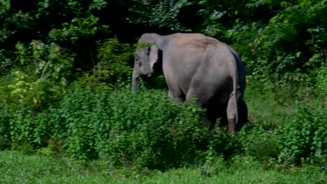 the asiatic elephants are endangered species and they are also residents of thailand