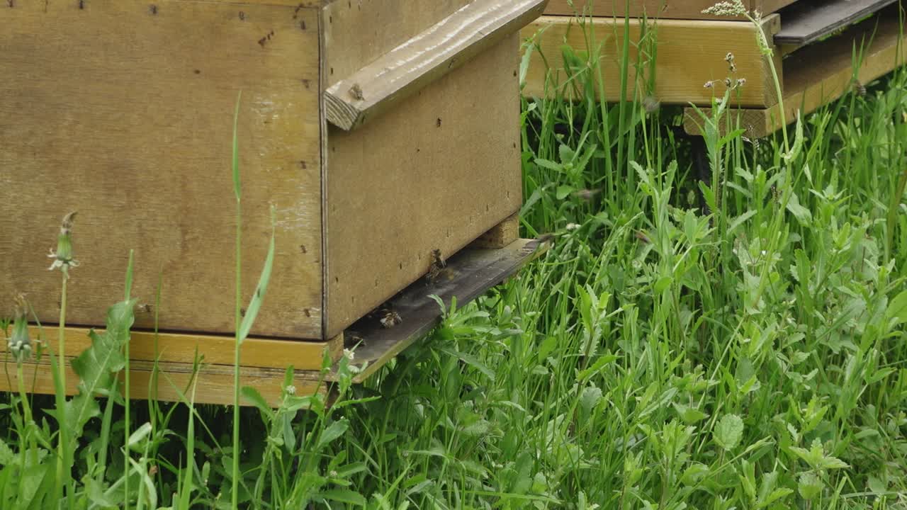 당신의 꿀벌 집에 사탕무