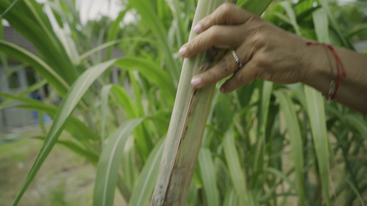Sugar cane being harvested homegrown in backyard farming sunny tropical climate outdoors