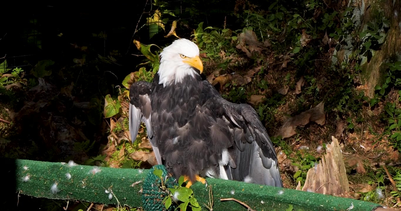 Close-up of a Bald eagle drying its wings in the sun, Sitka, Alaska.
