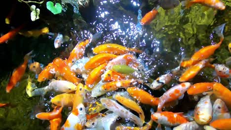 Small-Child-Feeding-Colorful-Tropical-Fish-in-Aquarium